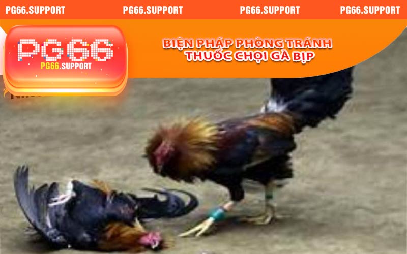 Các biện pháp phòng tránh khi có người dùng thuốc với gà của mình