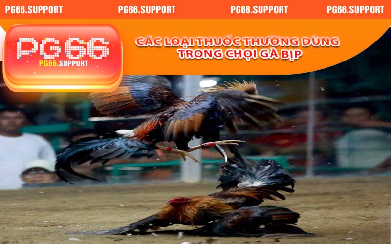 Các loại thuốc chọi gà bịp thường được dùng phổ biến nhất