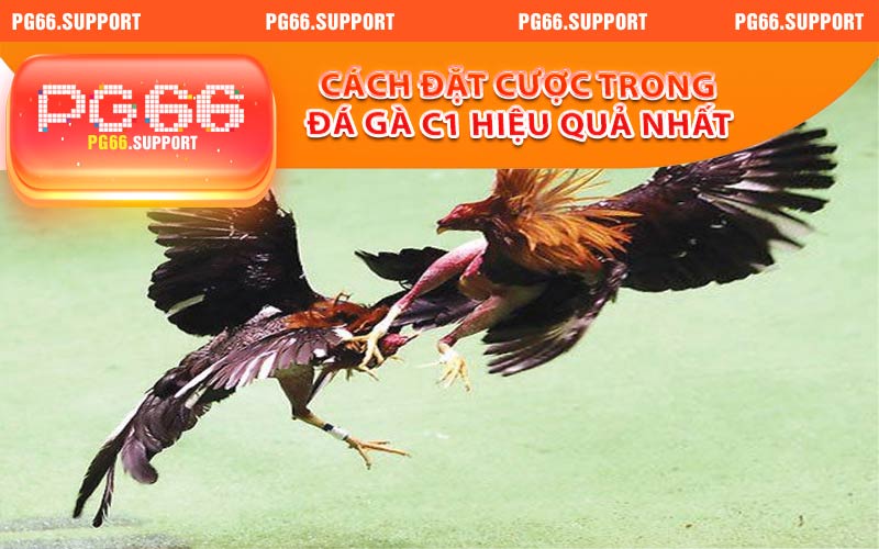 Cách đặt cược trong đá gà c1 hiệu quả nhất tại PG66