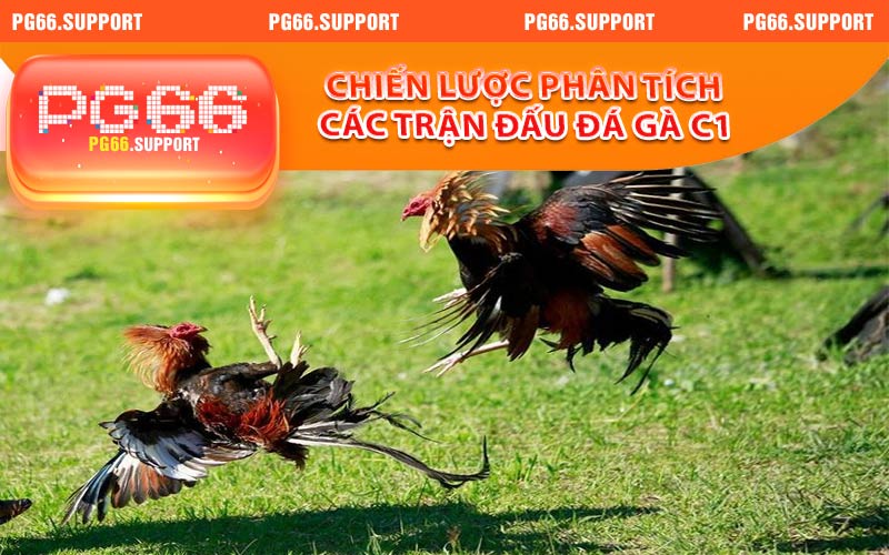 Chiến lược phân tích các trận đấu đá gà c1