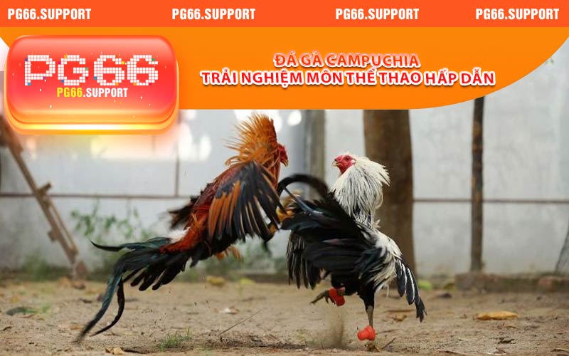 Đá Gà Campuchia