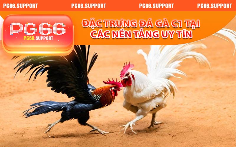 Đặc trưng đá gà c1 tại nền tảng PG66 uy tín