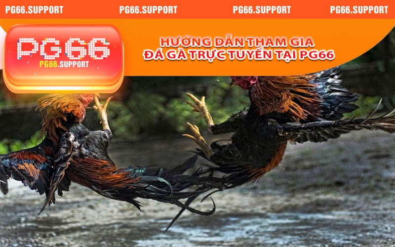 Hướng dẫn tham gia đá gà trực tuyến tại PG66