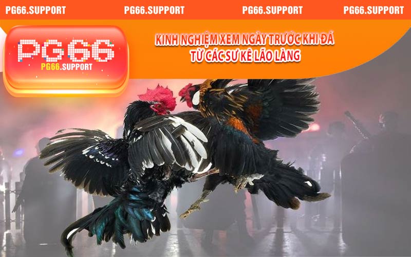 Kinh nghiệm xem ngày trước khi đá từ các sư kê lão làng 