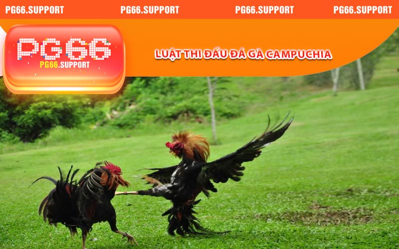Luật thi đấu đá gà campuchia