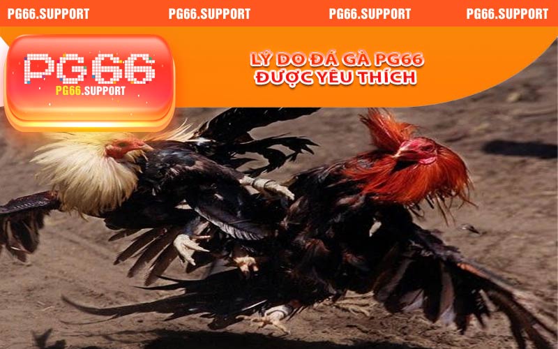 Lý do đá gà PG66 được nhiều người yêu thích