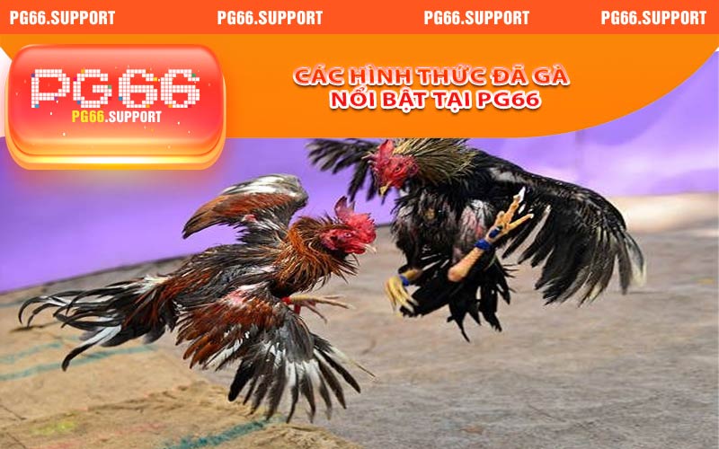 Một số hình thức đá gà nổi bật tại PG66