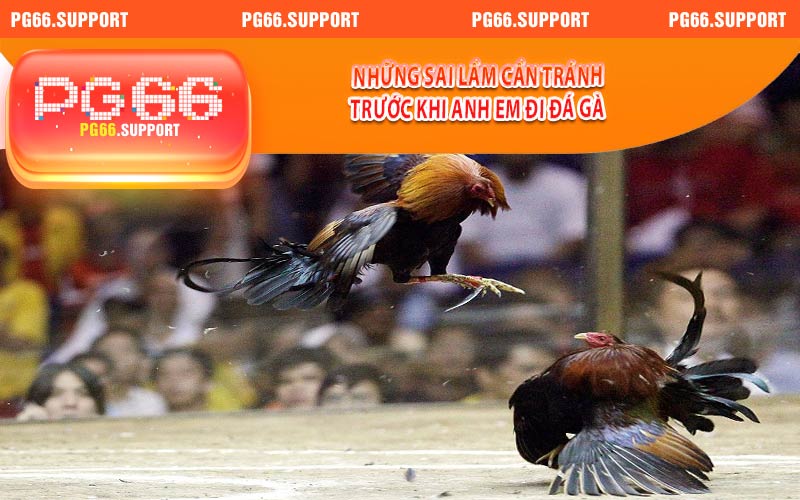Những sai lầm cần tránh trước khi đi đá gà