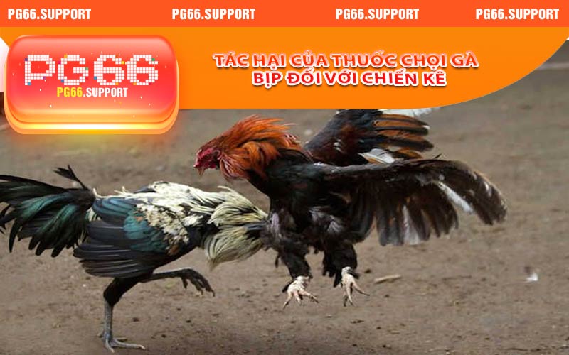 Tác hại của thuốc chọi gà bịp đối với các chiến kê