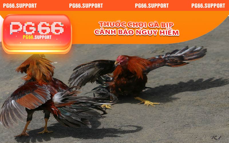 Thuốc Chọi Gà Bịp