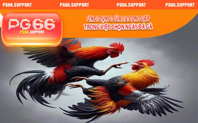 Ứng dụng 12 con giáp trong vệc chọn ngày đá gà