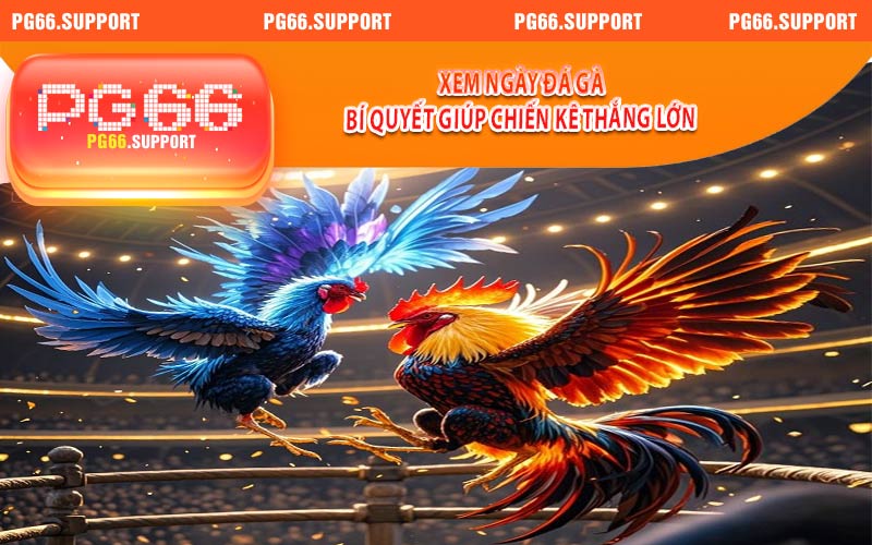 Xem Ngày Đá Gà