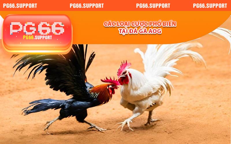 Các loại cược phổ biến tại đá gà AOG