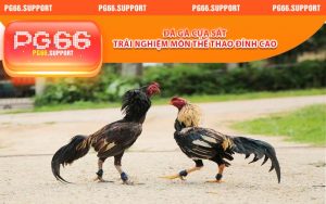 Đá Gà Cựa Sắt