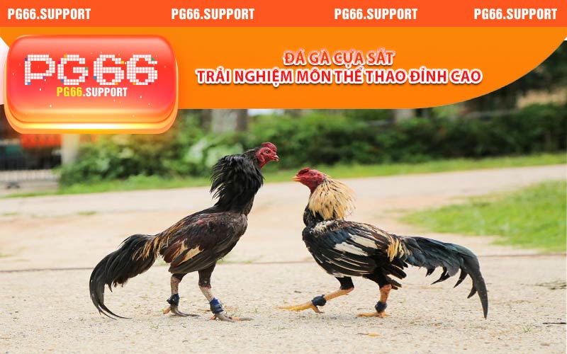 Đá Gà Cựa Sắt