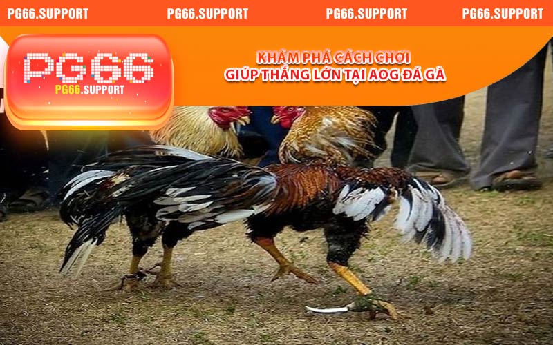 Khám phá cách chơi giúp bạn thắng lớn tại AOG đá gà