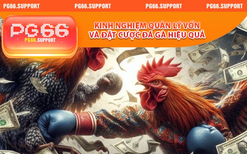 Kinh nghiệm quản lý vốn và đặt cược đá gà hiệu quả