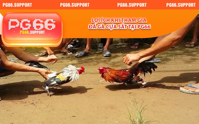Lợi ích khi tham gia đá gà cựa sắt tại PG66