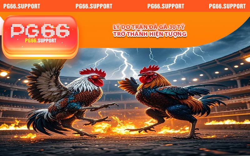 Lý do trận đá gà 30 tỷ trở thành hiện tượng