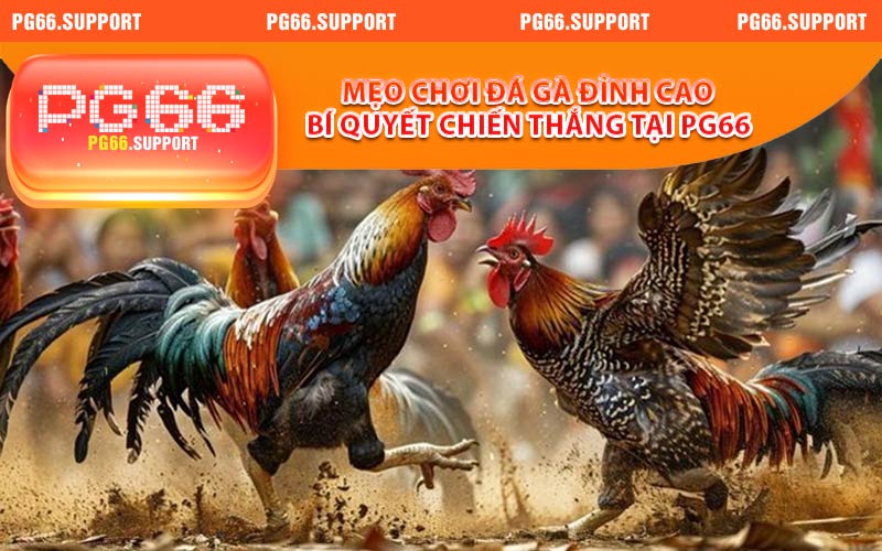 Mẹo Chơi Đá Gà Đỉnh Cao