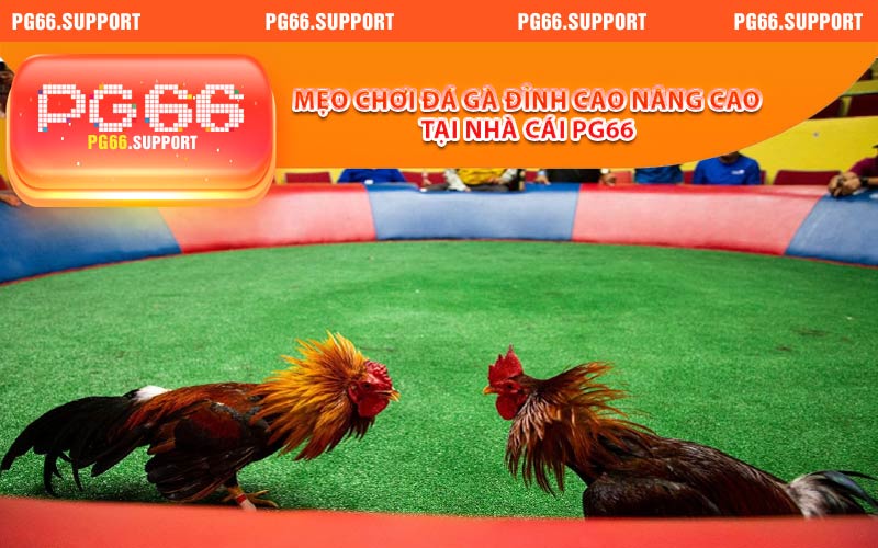 Mẹo chơi đá gà đỉnh cao nâng cao tại nhà cái PG66