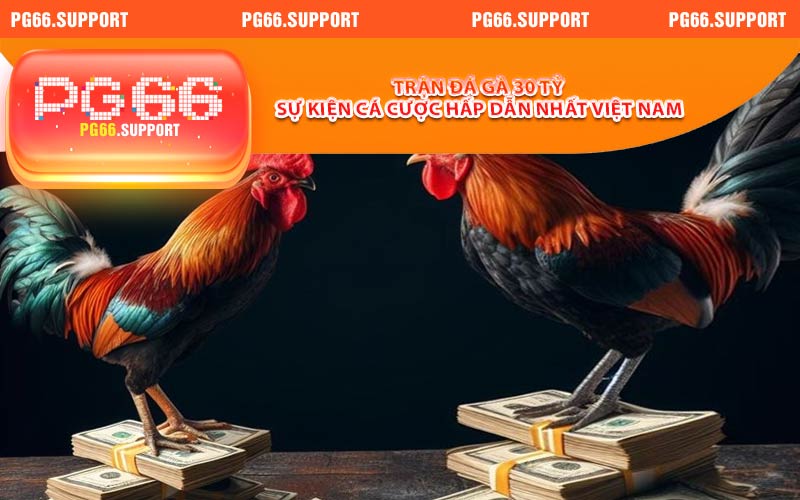 Trận Đá Gà 30 Tỷ