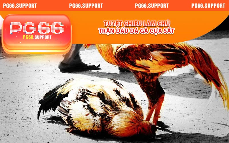 Tuyệt chiêu làm chủ đá gà cựa sắt tại PG66